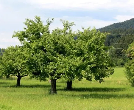 Szálloda Friedenseiche 4*