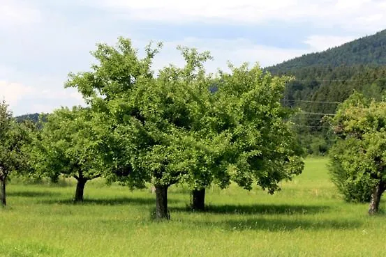 Szálloda Friedenseiche 4*